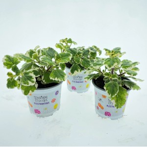 Drei Harfensträucher (Plectranthus Hybrid) im Topf, hellgrüne Blätter mit weißem Rand.