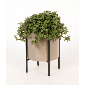 Grünpflanze im Keramiktopf mit Metallfuß, verschiedene Sorten für Innen, Topf-Ø ca. 10,5 cm.