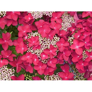 OBI Bauernhortensie "Lady in Red" Rot Höhe ca. 50 - 60 cm Topf ca. 5 l Hydrangea
