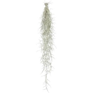 Hängendes, graues Spanisches Moos (Tillandsia usneoides), ca. 50 cm lang.