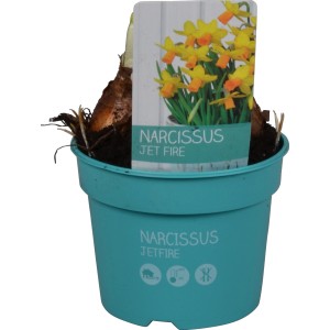 Narzisse 'Jetfire' im Topf, gelb-orange Blüten, ideal für die Frühjahrsbepflanzung auf Balkon und Terrasse.