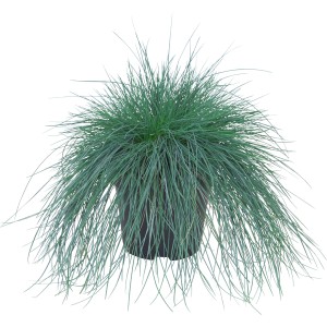 GROW by OBI Blauschwingel "Intense Blue" Topf-Ø ca. 17 cm Festuca glauca