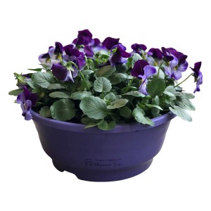 Horn-Veilchen im Topf (lila). Bepflanzte Schale mit violetter Blütenpracht für Balkon und Terrasse.