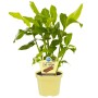 Blu Zimtpflanze im Topf (ca. 12 cm Ø), grüne Blätter. Küchenkräuter für Zimmer und Küche.