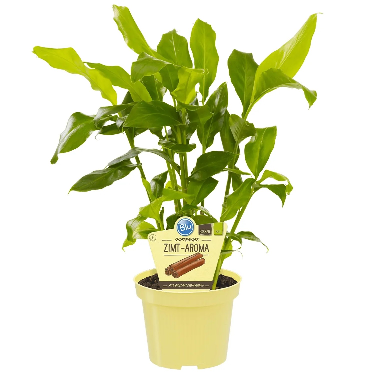 Blu Zimtpflanze im Topf (ca. 12 cm Ø), grüne Blätter. Küchenkräuter für Zimmer und Küche.