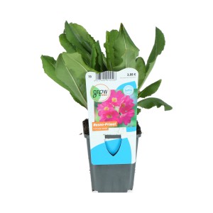 Sumpfglockenprimel Rosa Topf-Ø ca. 9 cm Primula rosea