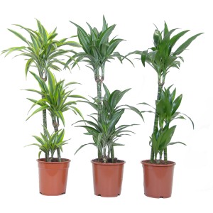 Drachenbaum (Dracaena fragrans) in verschiedenen Sorten im Topf, ca. 100-110 cm hoch.