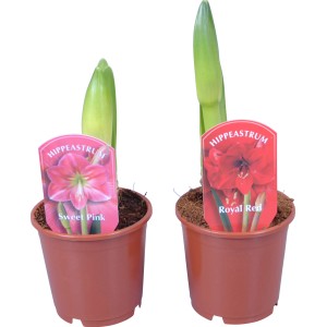 Amaryllis "Kolibri" verschiedene Farben Topf-Ø ca. 9 cm (Hippeastrum)