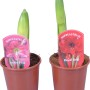 Amaryllis Kolibri im Topf, verschiedene Farben (Pink, Rot) mit Knospen.