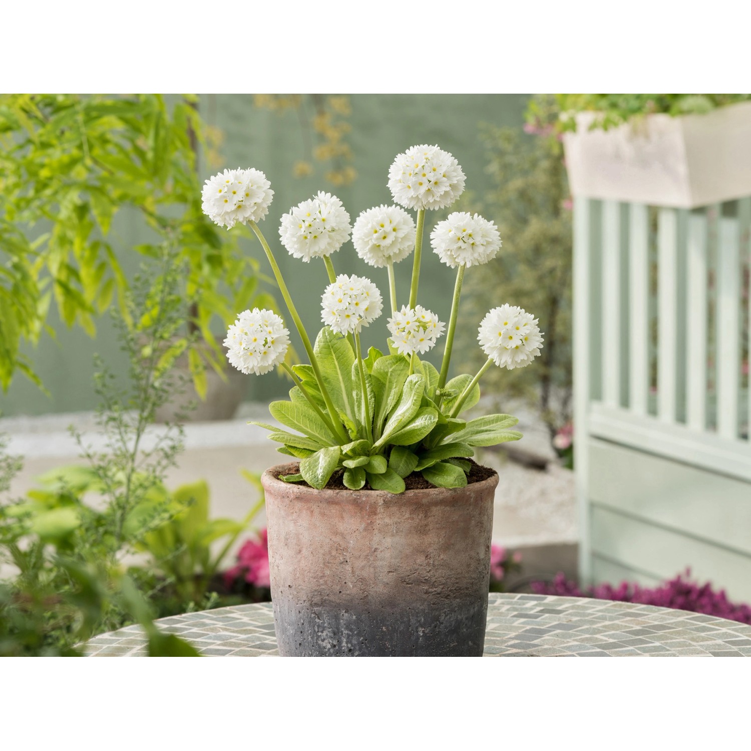 Weiße Kugelprimel Alba im Topf, eine blühende Frühlingspflanze für sonnige Standorte.