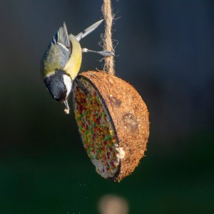Meise frisst aus gefüllter Kokosnusshälfte, Vogel-Ergänzungsfutter zum Aufhängen für Wildvögel.