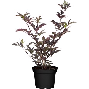 Schwarzer Holunder "Black Beauty" Höhe ca. 30 - 40 cm Topf ca. 4 l Sambucus