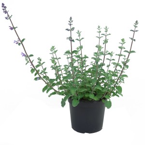 Katzenminze Violett im Topf, ca. 17 cm Ø. Blühende, violettblaue Pflanze für Garten, Kübel und Bienenweiden.