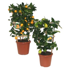 Citrus Mix Spalier im Topf, verschiedene Sorten, ca. 60-80 cm hoch.