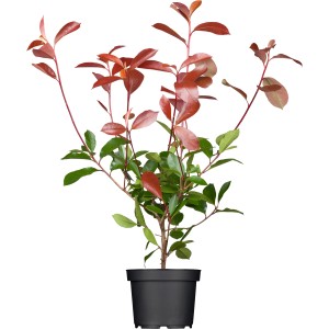 Glanzmispel "Red Robin" Set à 60 Stück Höhe ca. 60 - 80 cm Photinia fraseri