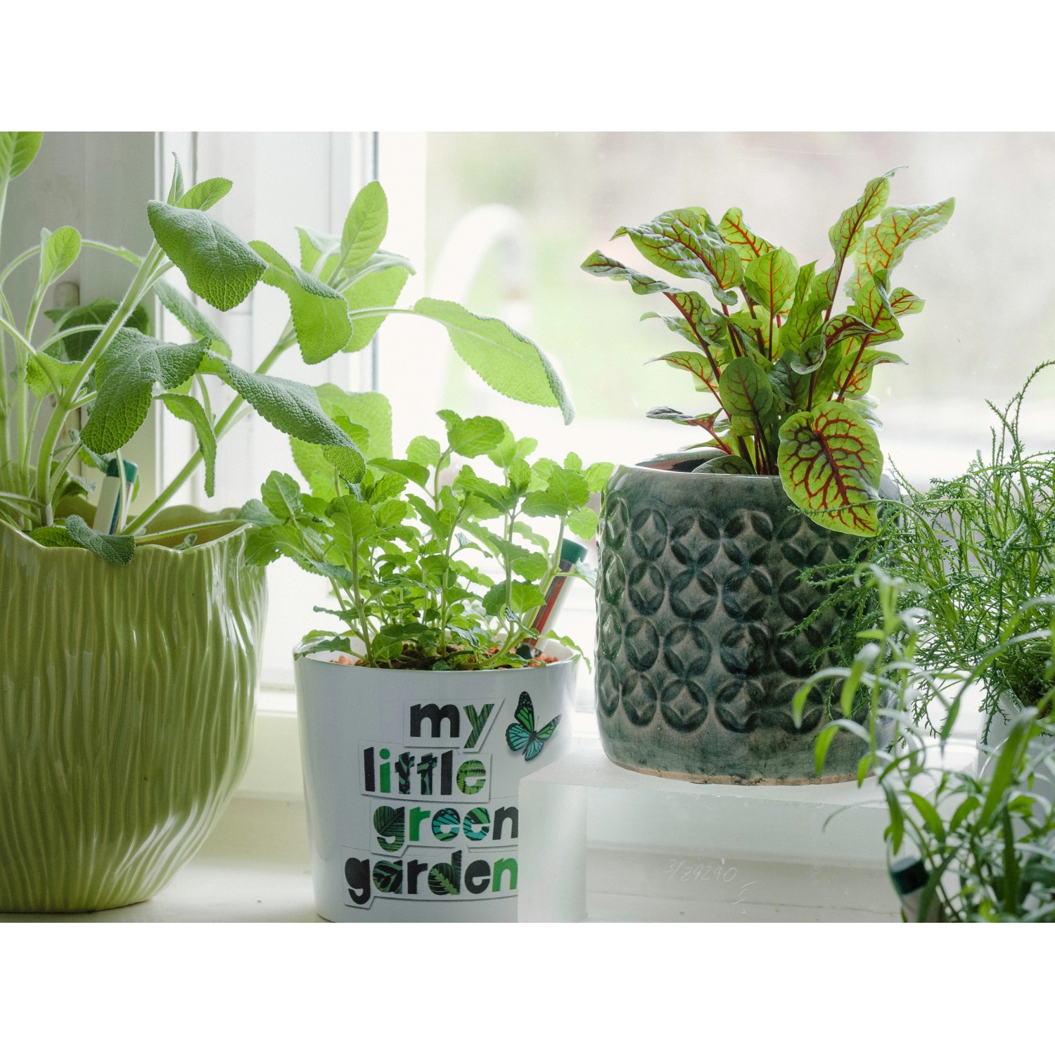 Seramis Bio-Vitalspray für Pflanzen & Kräuter 500 ml kaufen bei OBI