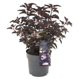 Blasenspiere 'Panther Rosa' im Topf: Dunkelrotes Laub, ca. 20-30 cm hoch.