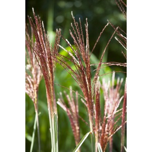 Detailaufnahme von GROW by OBI Chinaschilf Red Chief mit roten Blütenständen.