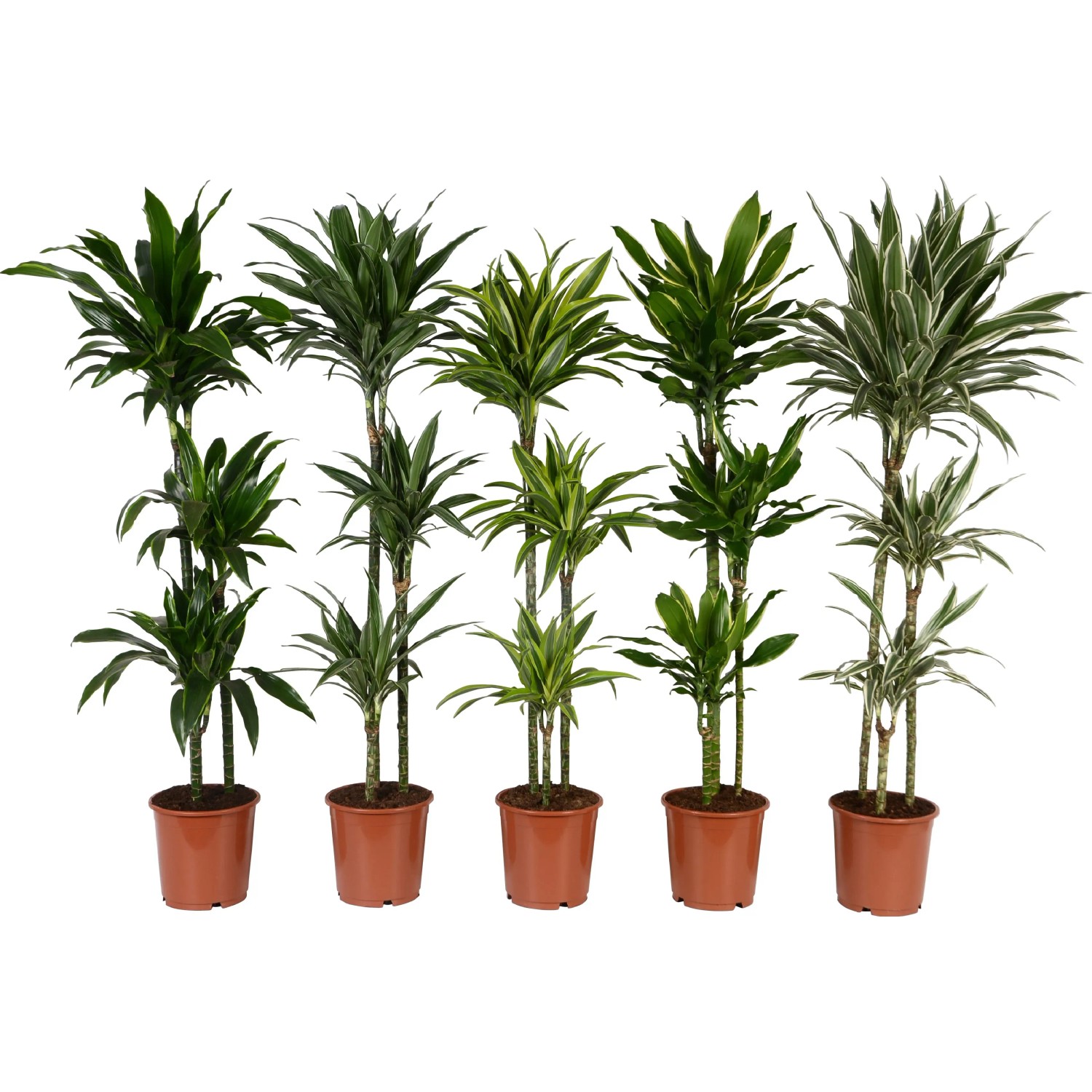 Drachenbaum "Deremensis" 3er Stamm Topf- ca. 24 cm Dracaena fragans kaufen  bei OBI