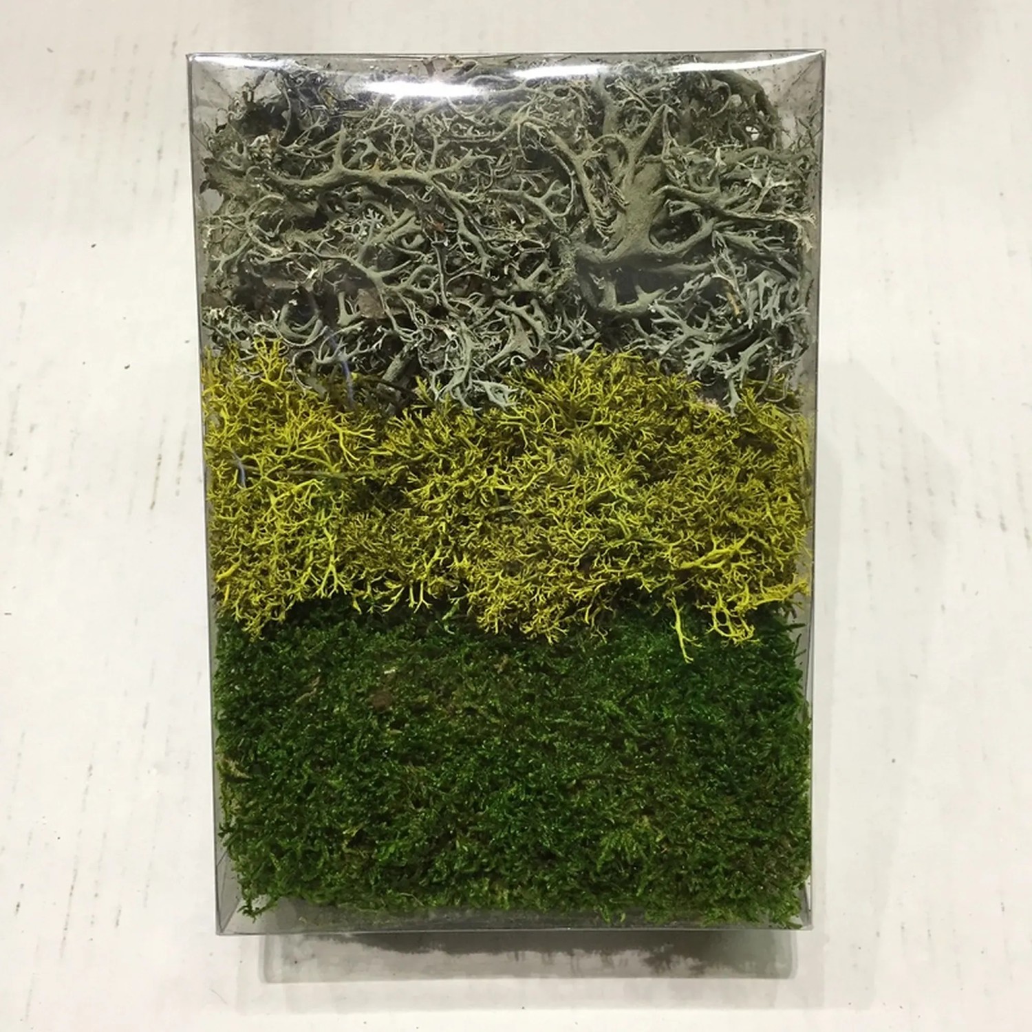 Moosmix Grün-Weiß kaufen bei OBI
