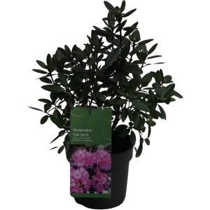 Rhododendron Elite Star im Topf, ca. 10-30 cm hoch, lila Blüten auf dem Etikett.