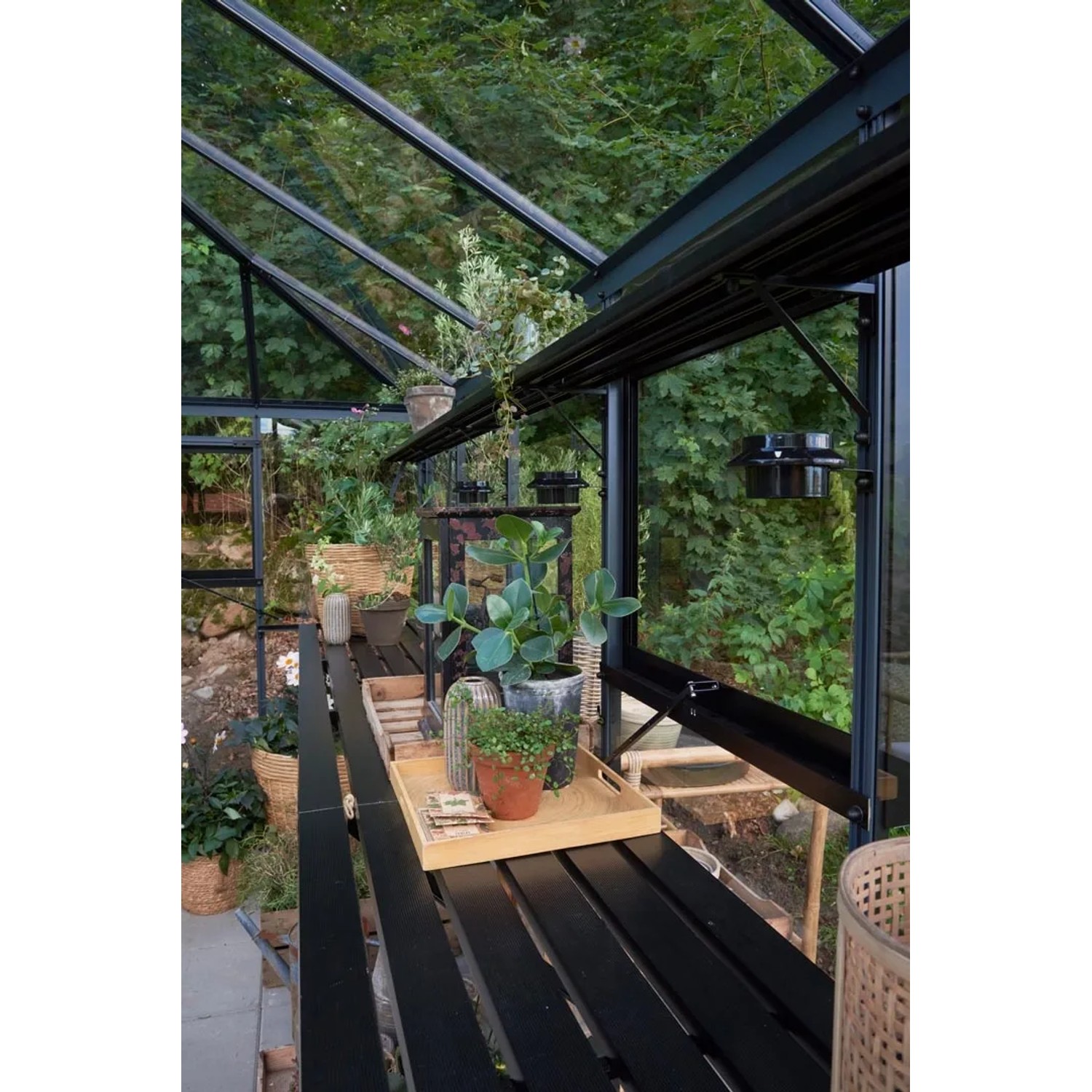 Juliana Gewächshaus Grand Oase 25, schwarz-anthrazit, mit Pflanzen und Regalen im Inneren.