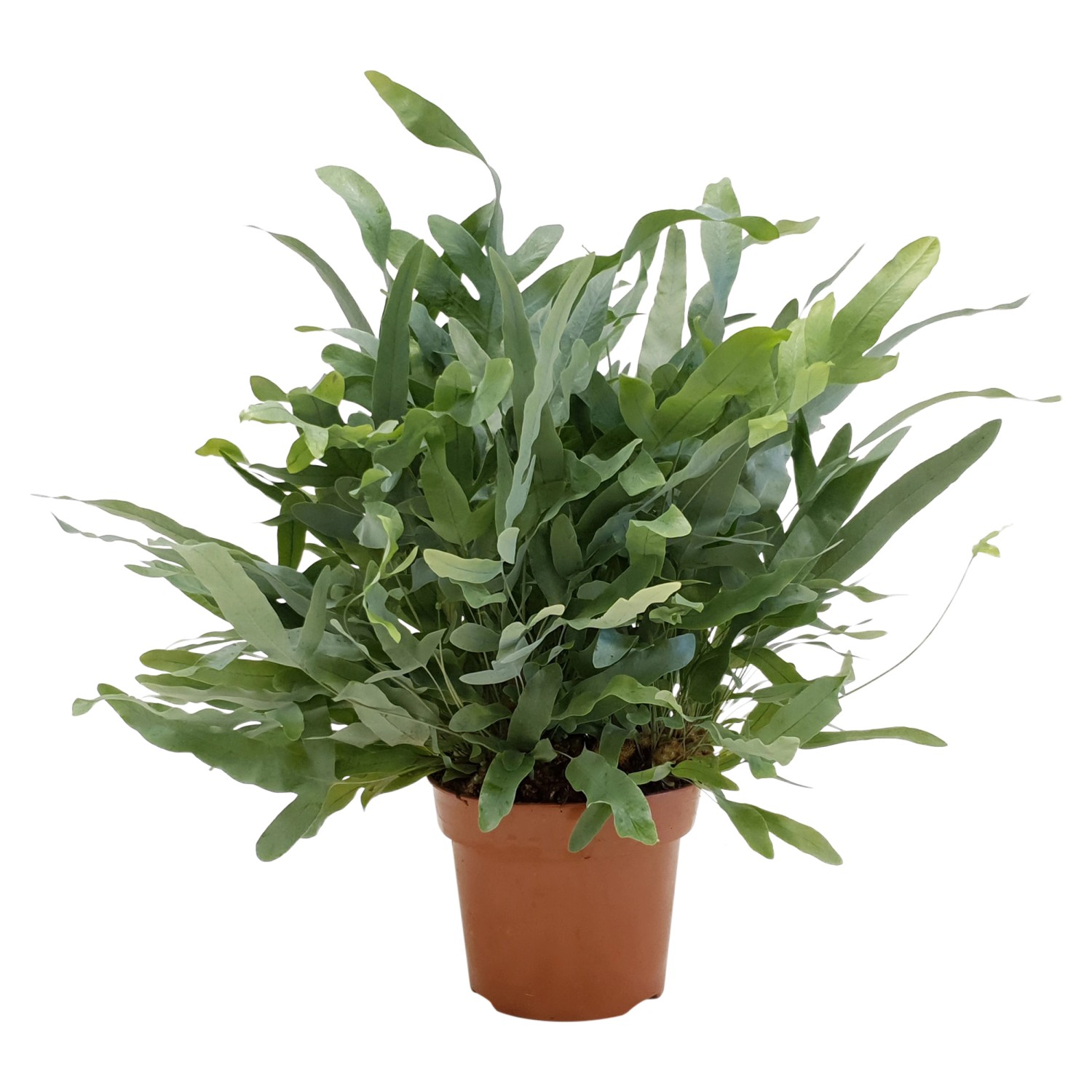 Farn in Sorten, ca. 45-55 cm hoch, im braunen Topf. Dekorative Grünpflanze für halbschattige Standorte.