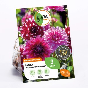 GROW by OBI Dahlien-Kollektion Twilight Dream, Mischung aus lila, orange und roten Blüten.