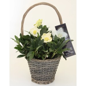 Christrose 'Helleborus' im Henkelkorb, ca. 45 cm hoch, mit weißen Blüten.