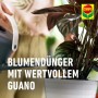 Gießen einer Zimmerpflanze mit Compo Blumendünger mit Guano.