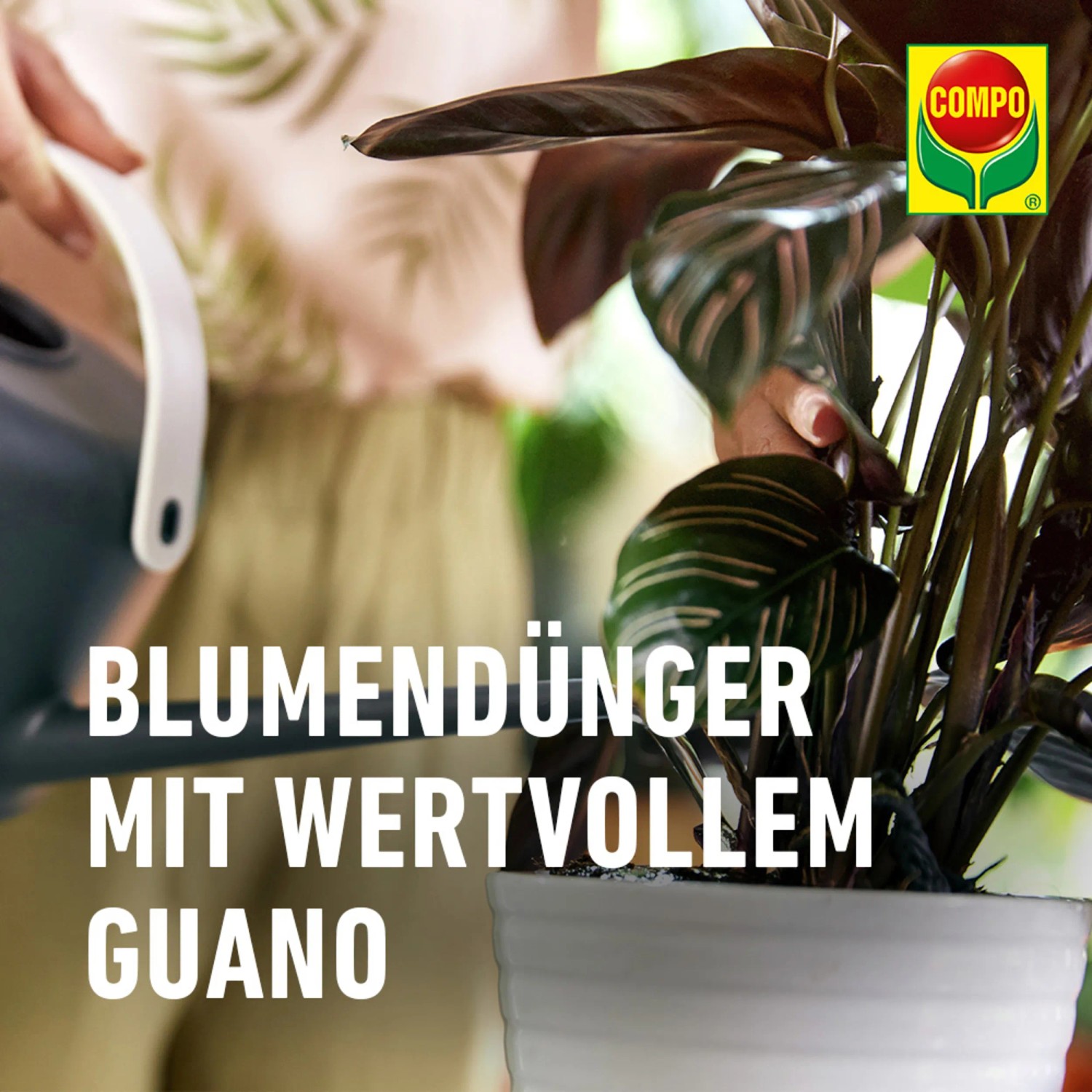 Gießen einer Zimmerpflanze mit Compo Blumendünger mit Guano.