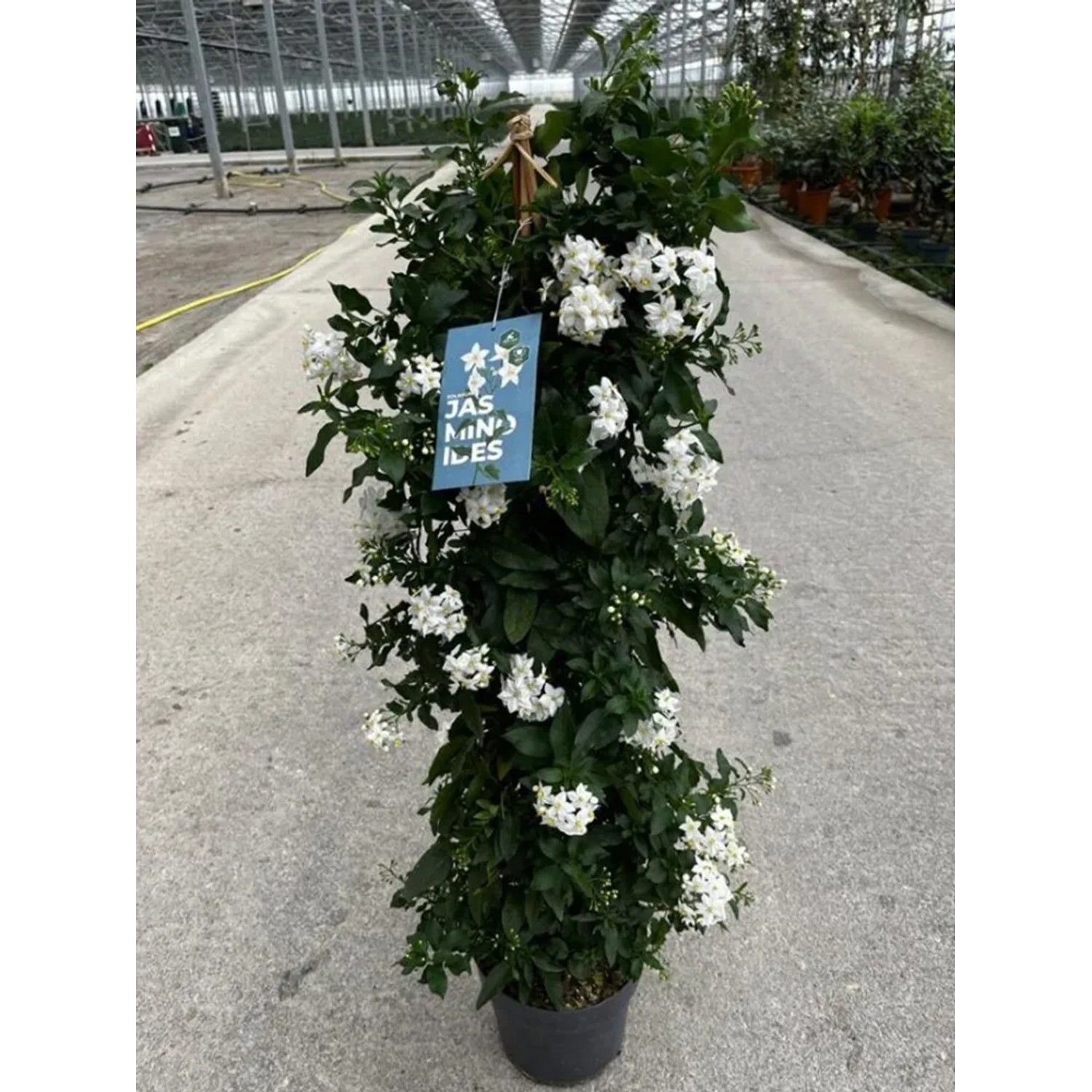GROW by OBI Sommerjasmin Wei Hhe ca. 70 cm Solanum jasminoides kaufen bei  OBI