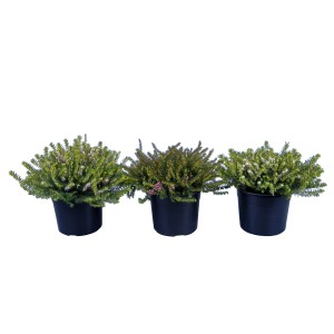 Drei Winterheide Erica Darley Dale Rosa im Topf, ca. 30cm hoch.