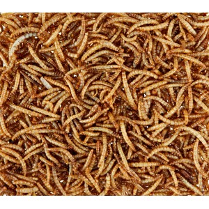 Fidelio Mehlwürmer, getrocknet, als proteinreiches Wildvogelfutter.