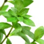 Dennerle Hygrophila Polysperma Aquariumpflanze mit grünen Blättern.