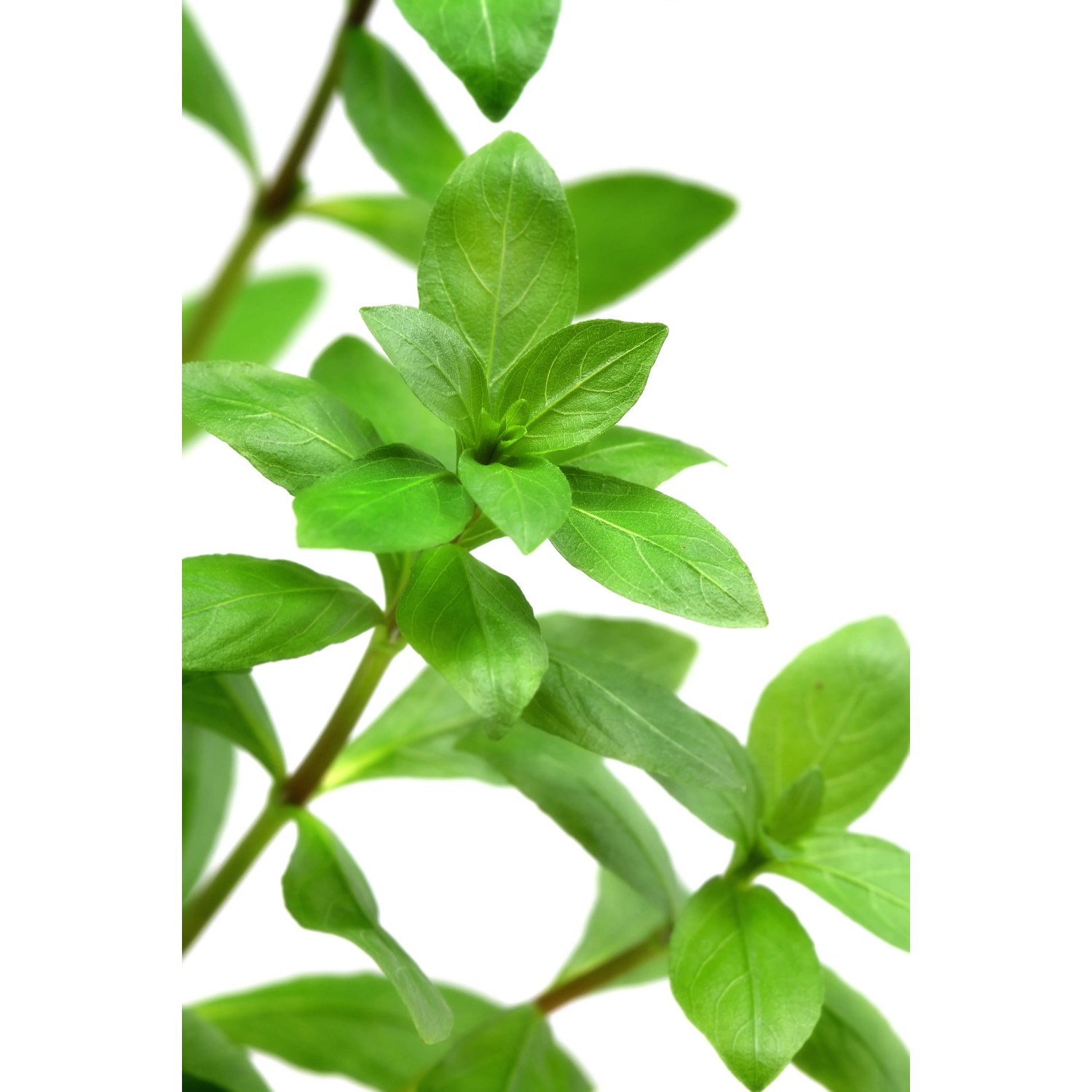 Dennerle Hygrophila Polysperma Aquariumpflanze mit grünen Blättern.