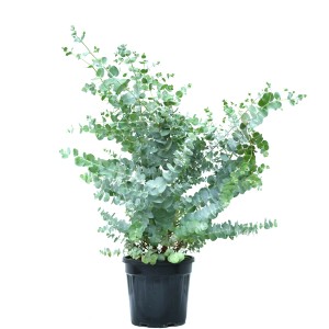 GROW by OBI Eukalyptus Azura Höhe ca. 50-60 cm Topf ca. 10 l Eucalyptus gunnii