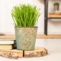 GROW by OBI Katzengras im Topf, grüne Halme, dekorativer Zinktopf auf Holzscheibe.