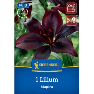 Kiepenkerl Blumenzwiebeln Asiatische Lilie Mapira