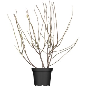 Magnolien Höhe ca. 100 - 120 cm Topf ca. 10 l Magnolia