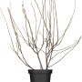 Magnolie im Topf, ca. 100-120 cm hoch, mit Blütenknospen.