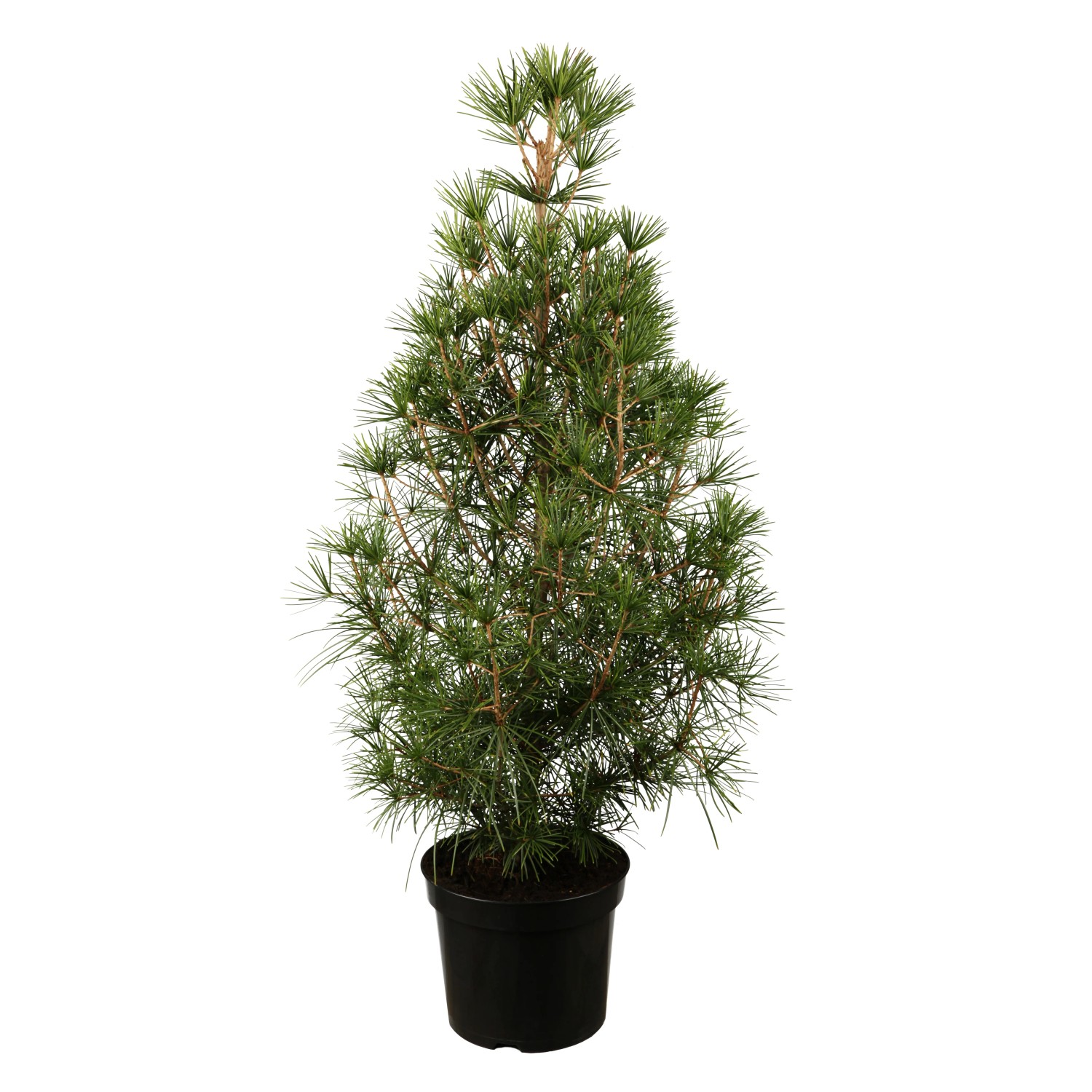 Japanische Schirmtanne Hhe ca. 20-30 cm Topf- ca. 12cm Sciadopitys  verticilata kaufen bei OBI