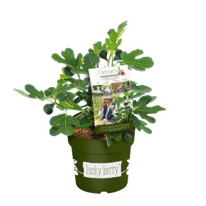 GROW by OBI Feige"Lucky Berry" Höhe ca. 30 - 40 cm Topf ca. 4,6 l Ficus carica