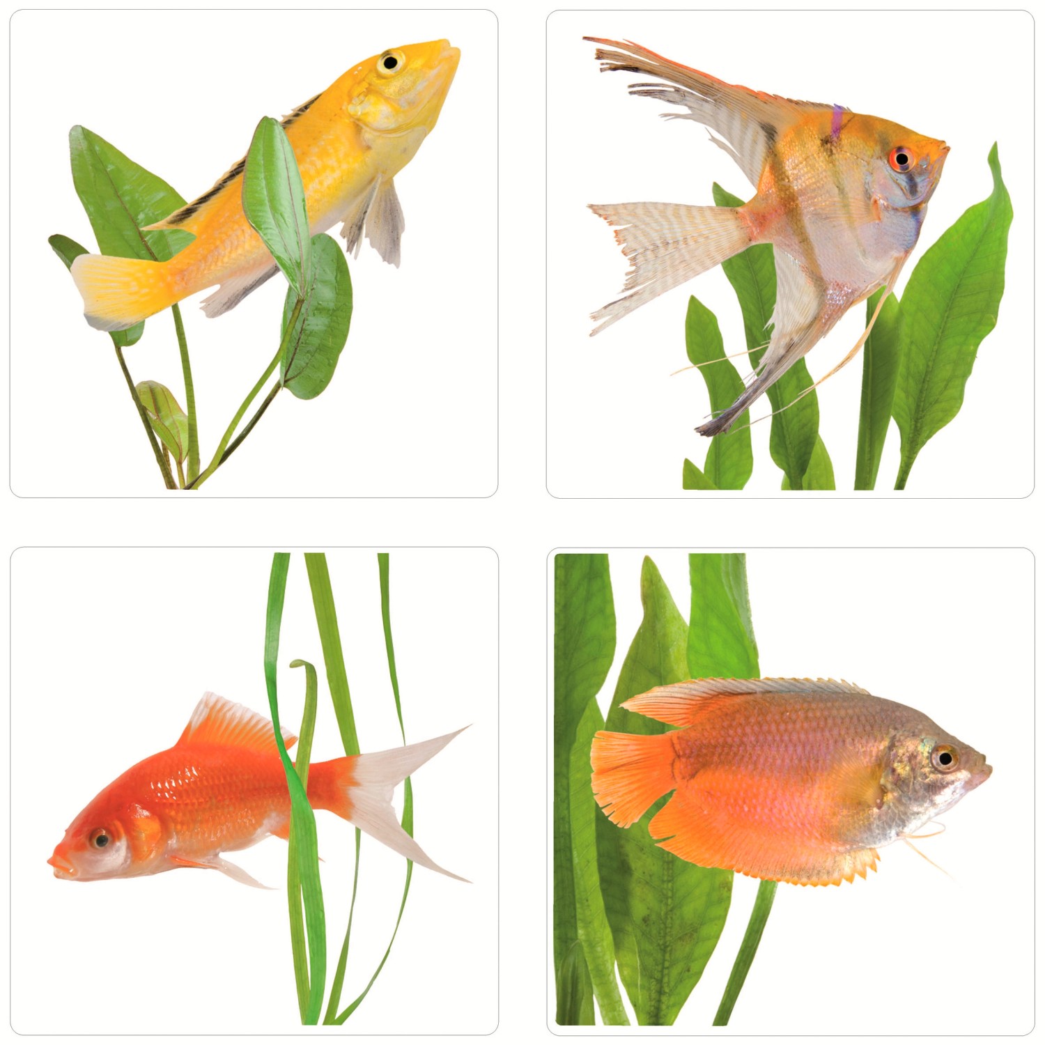 Fliesen Sticker Fische kaufen bei OBI