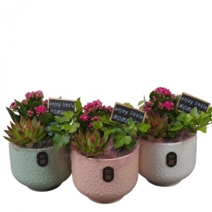 Drei Zimmerpflanzen-Arrangements in pastellfarbenen, strukturierten Keramikgefäßen mit Efeu, Echeverie und pinken Kalanchoe-Blüten.