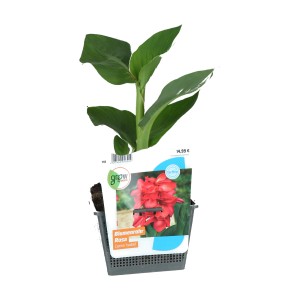 Indisches Blumenrohr Rosa im Topf, grüne Blätter. Exotische Teichpflanze für sonnige Standorte.