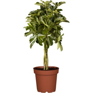 Strahlenaralie 'Gold Capella' im Topf, ca. 13 cm Ø, Zimmerpflanze mit goldgelben Blättern.