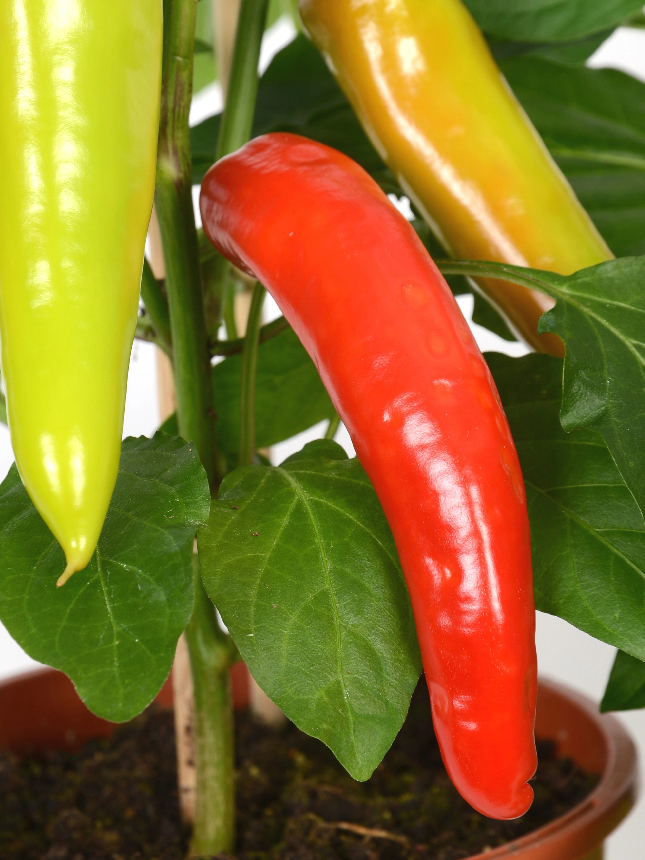 Pick & Joy Peperoni Tricolor TopfØ ca. 14 cm Capsicum kaufen bei OBI