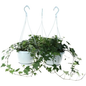 GROW by OBI Efeu-Ampel mit grünen Blättern im weißen Topf, hängende Rankpflanze.