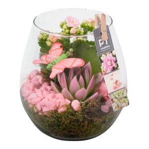Zimmerpflanzen-Arrangement im Glasgefäß mit Kalanchoe, Echeverie, rosa Steinen und Deko-Schmetterling.